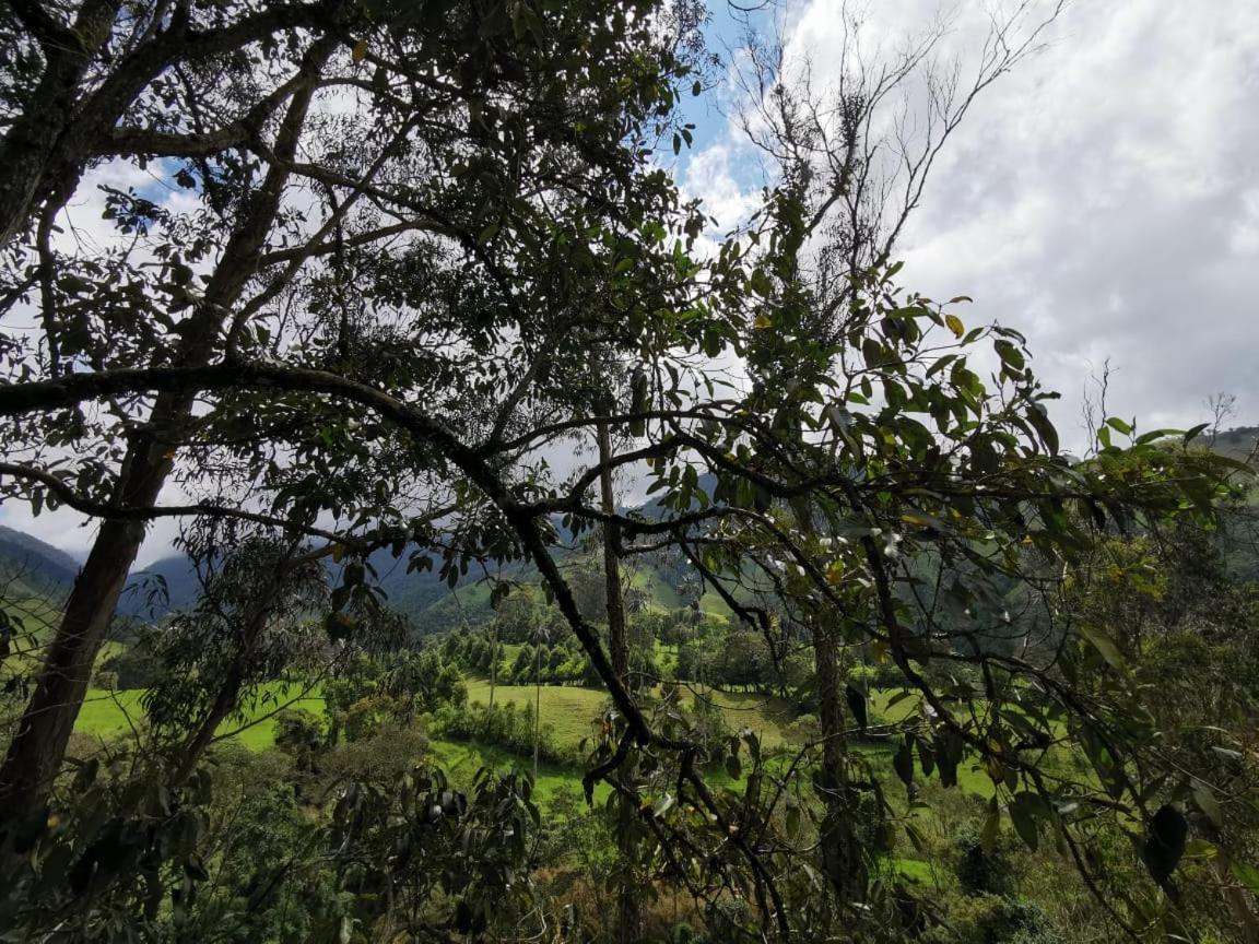 Cabanas Valle Del Cocora La Truchera سالنتو المظهر الخارجي الصورة