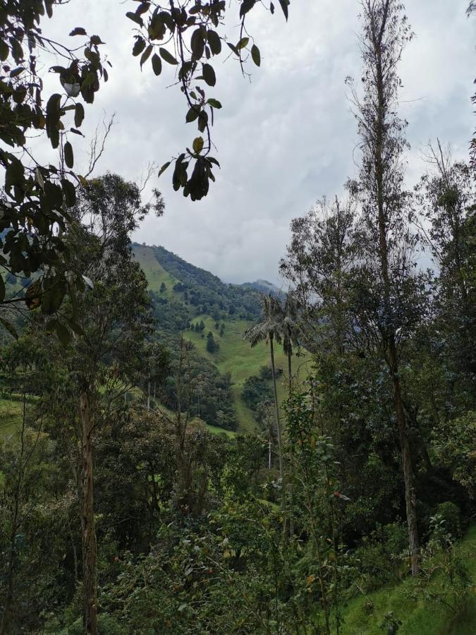 Cabanas Valle Del Cocora La Truchera سالنتو المظهر الخارجي الصورة
