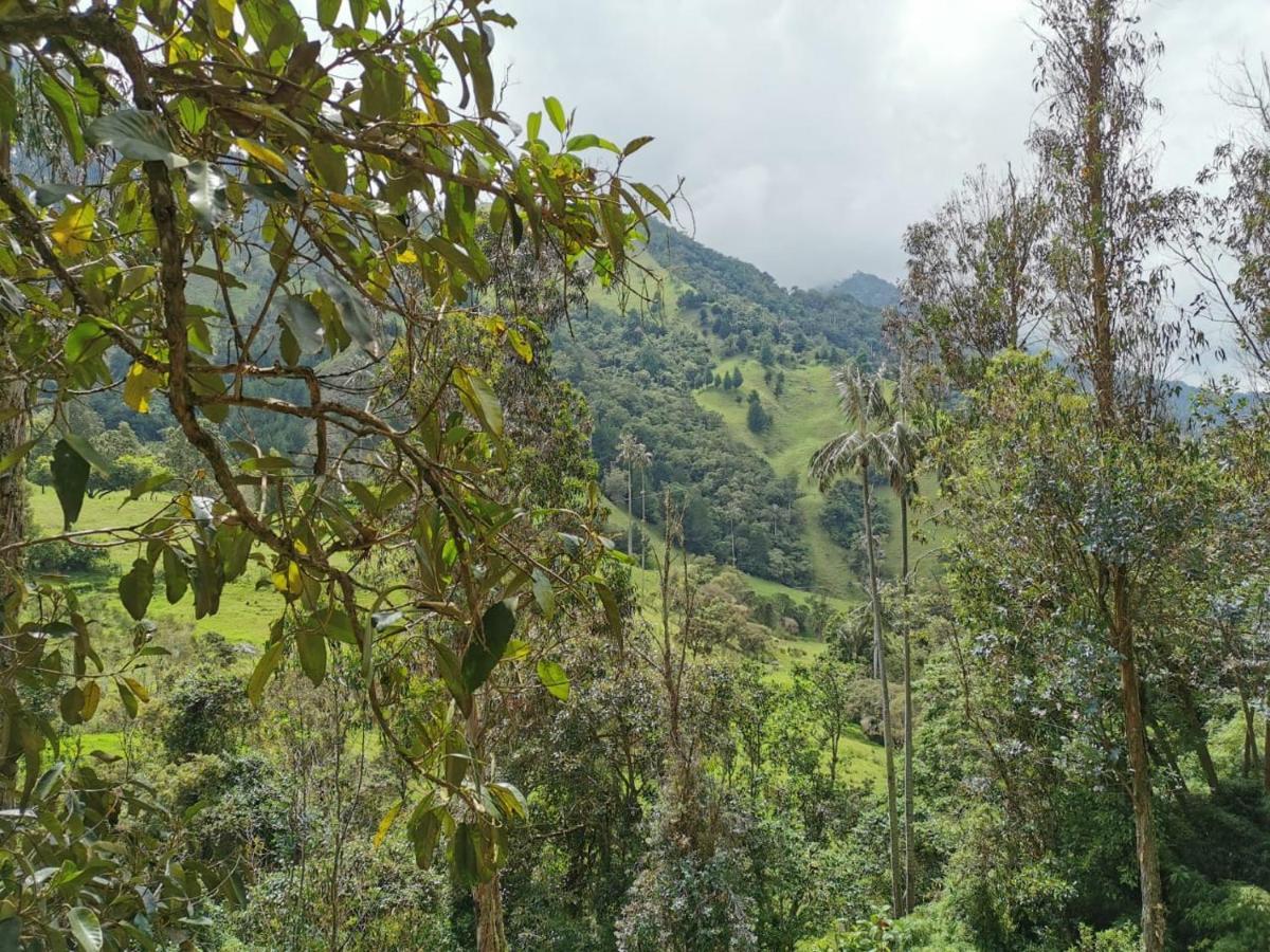 Cabanas Valle Del Cocora La Truchera سالنتو المظهر الخارجي الصورة