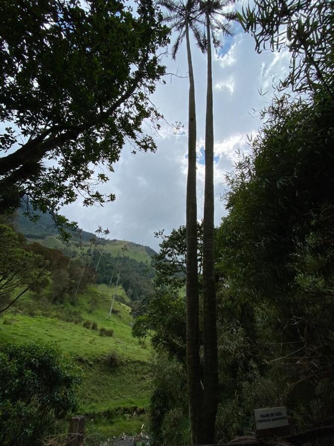 Cabanas Valle Del Cocora La Truchera سالنتو المظهر الخارجي الصورة
